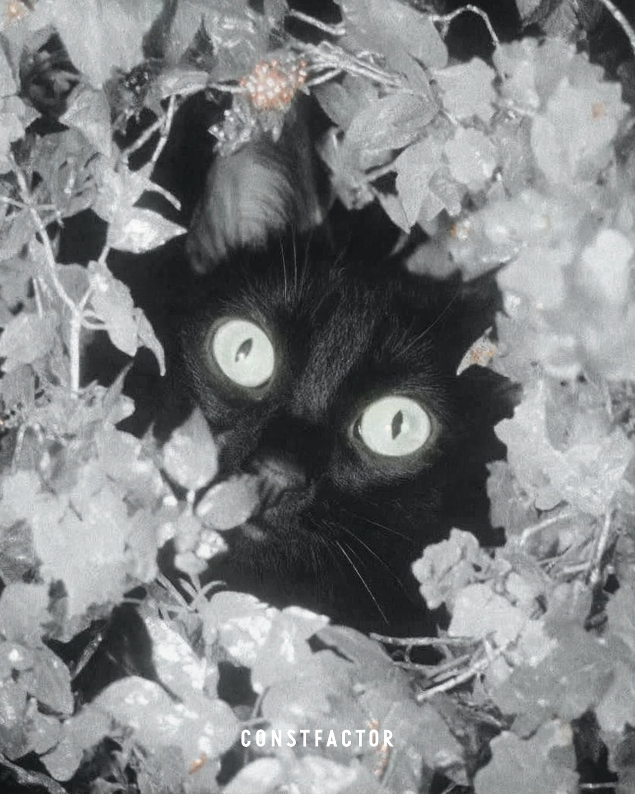 T셔츠【MEOWTAVERSE/STEALTH MODE ON】(5613673) 화이트