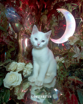 T-shirt [MEOWTAVERSE/MOONED AGAIN] (6686901) White
