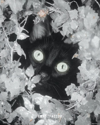T-shirt [MEOWTAVERSE/STEALTH MODE ON] (5613673) White