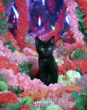 T셔츠【MEOWTAVERSE／FLOWER FILTERED】(3679137) 화이트
