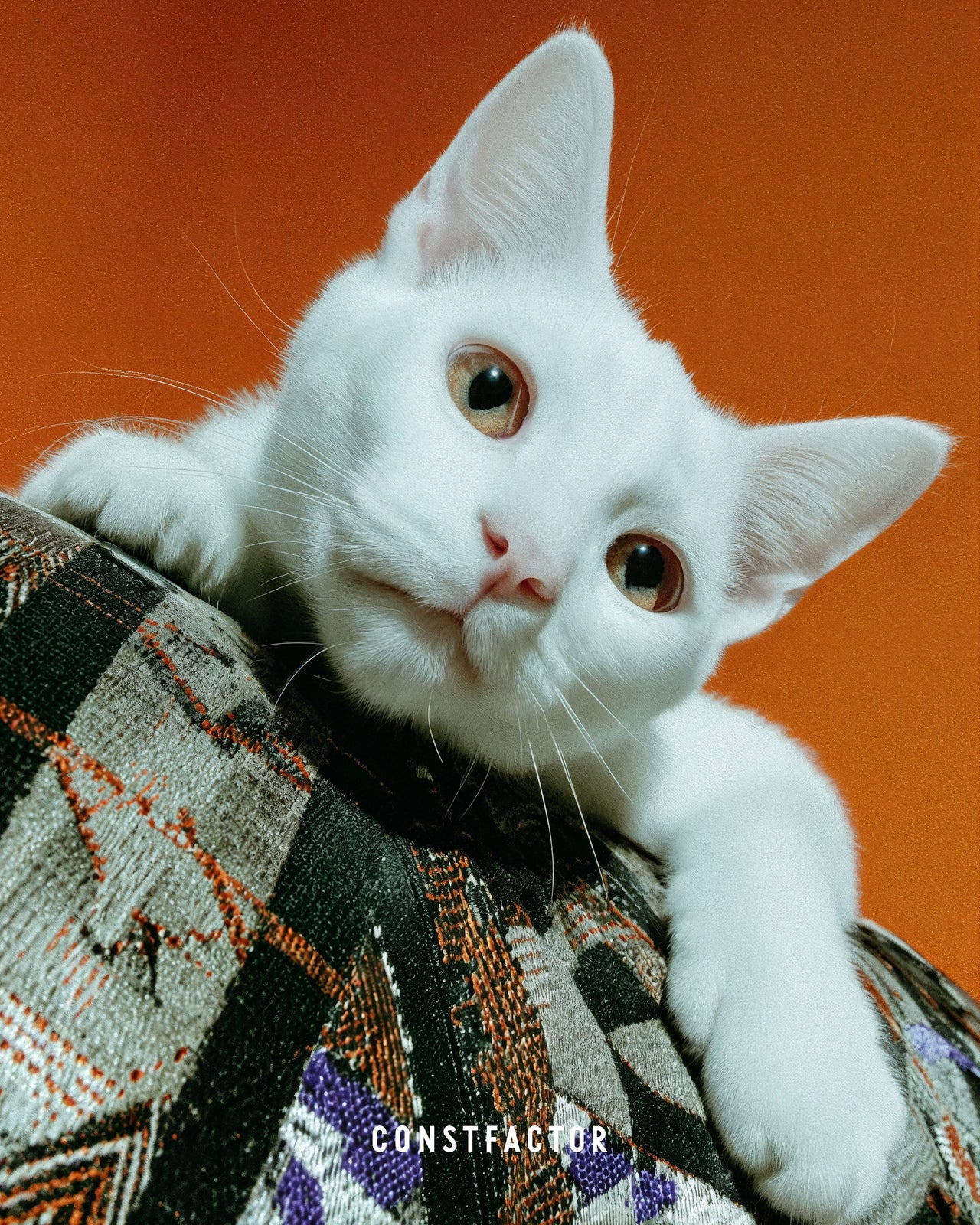 T-shirt [MEOWTAVERSE/COUCH PRINCE] (9847408) Black